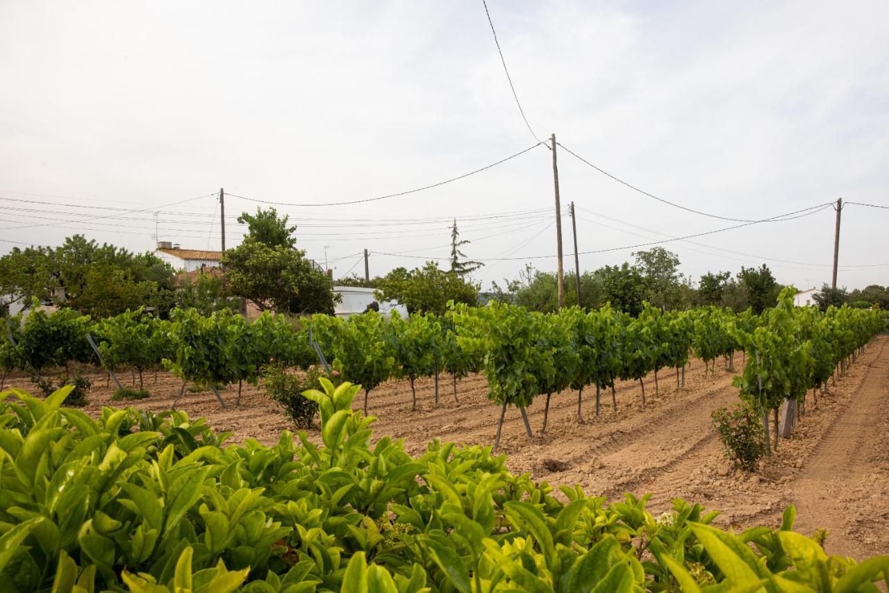 Masia Cal Sisplau, Con Piscina Y Rodeada De Vinedos A 10 Minutos De Vilafranca Del Penedes, Barcelona ,Cataluna San Martín Sarroca Εξωτερικό φωτογραφία